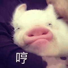 哼小猪猪可爱生气噘嘴soogifsoogif出品gif动图_动态图_表情包下载