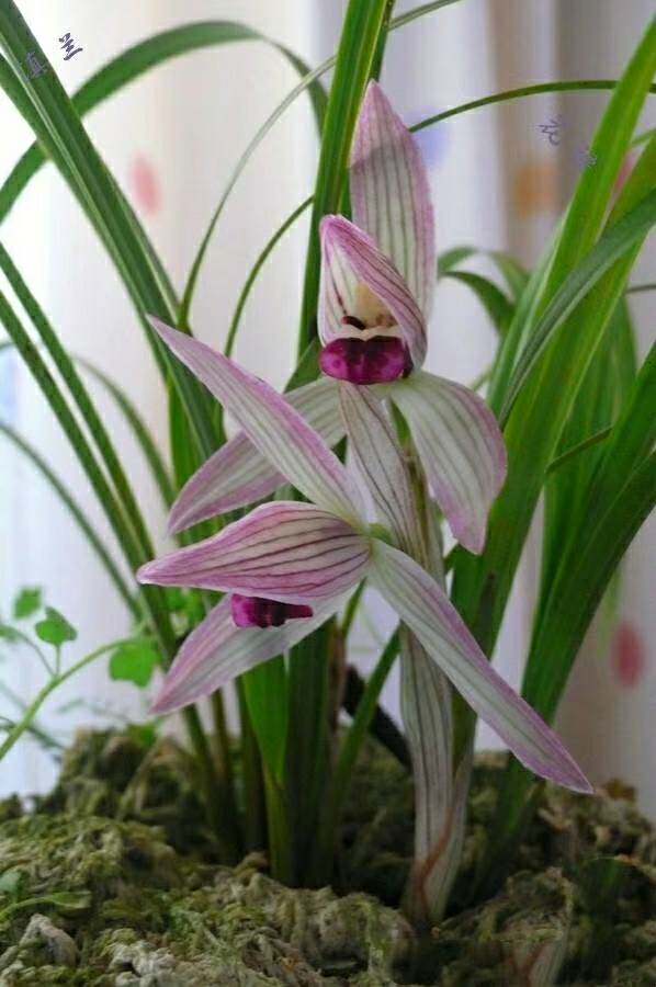云南名品品兰花苗莲瓣小龙女浓香室内绿植花卉花卉