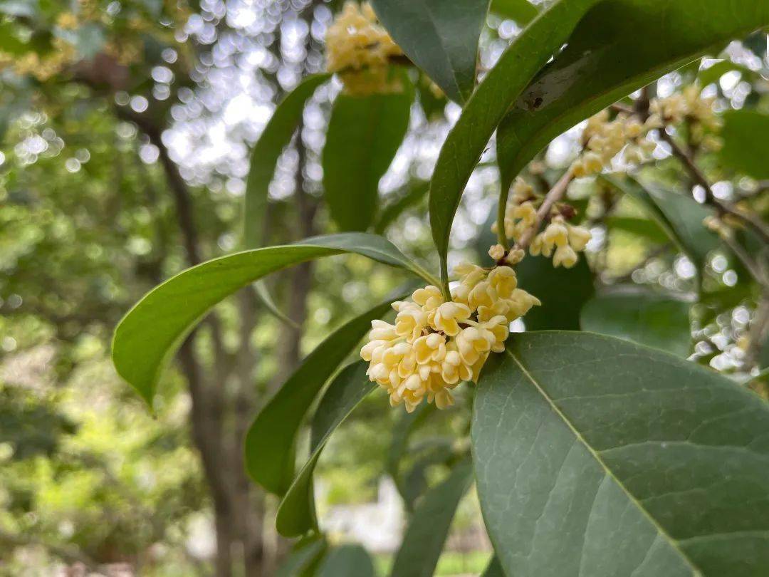 快来打call ,方塔园桂花进入盛花期啦
