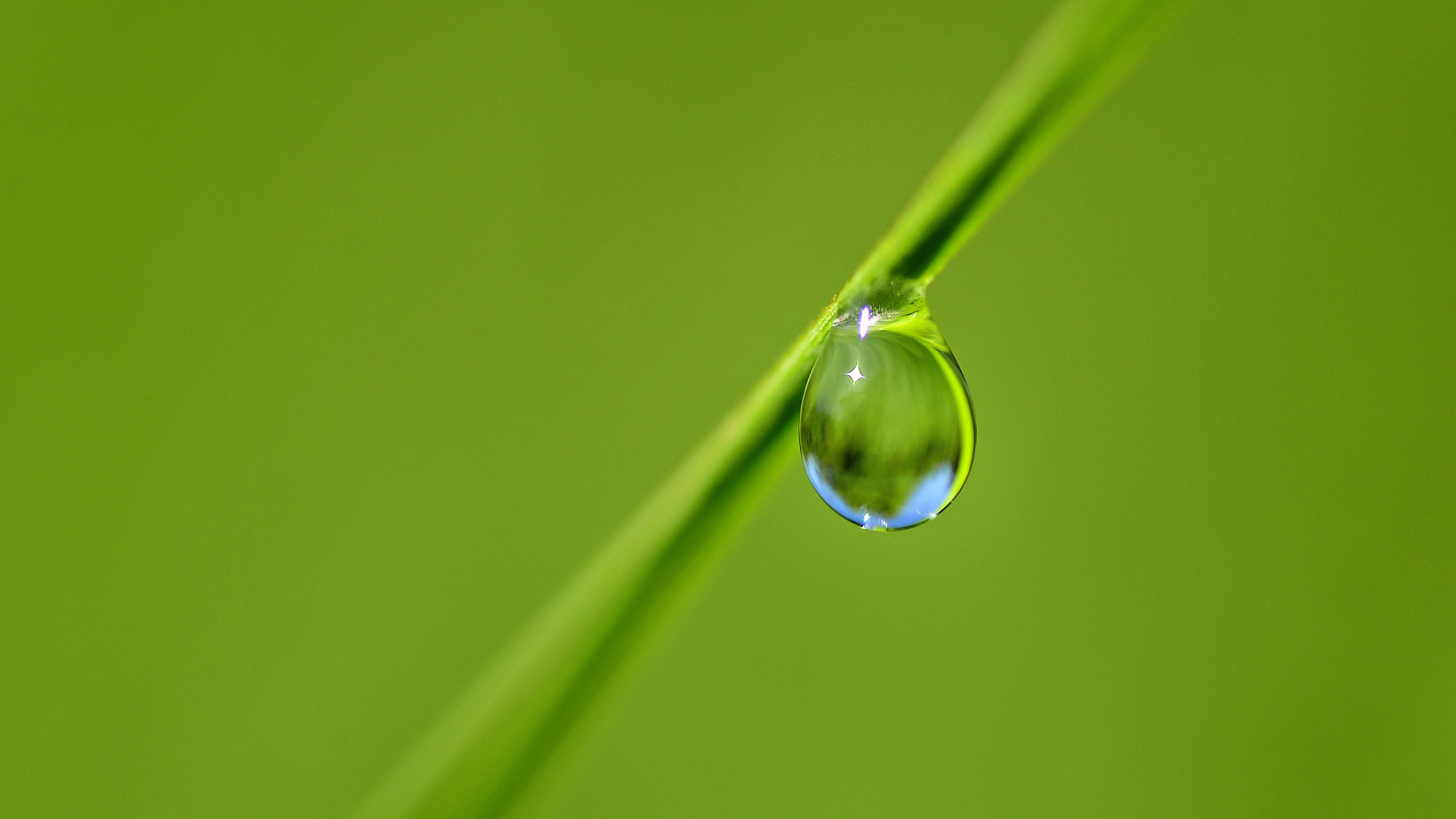 绿色护眼植物图片高清宽屏桌面壁纸
