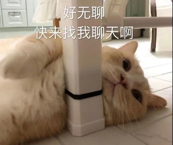 萌宠猫星人好无聊快来找我聊天呆萌可爱gif动图_动态图_表情包下载