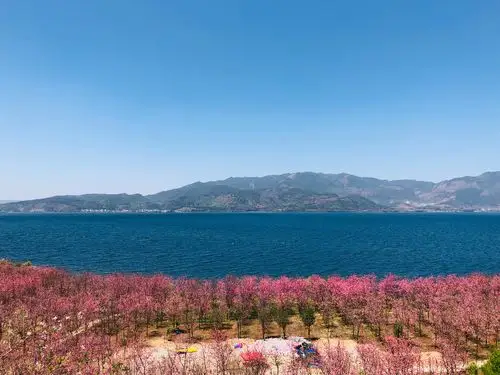 2019年4月20日再逛抚仙湖的樱花之海