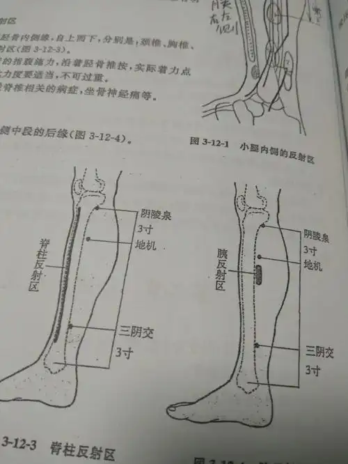 杭雄文(小腿内侧反射区)脊柱反射区