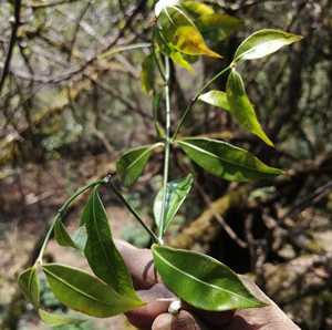 云南新鲜黑骨藤 滇杠柳 柳叶过山龙 乌骨草 黑骨藤新鲜包邮500克