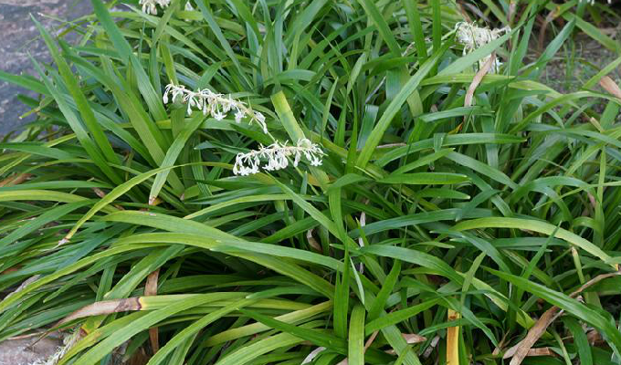 p>宽叶沿阶草(学名: i>ophiopogon platyphyllus /i> merr.