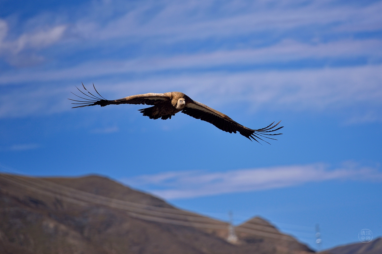 高原上飞翔的雄鹰