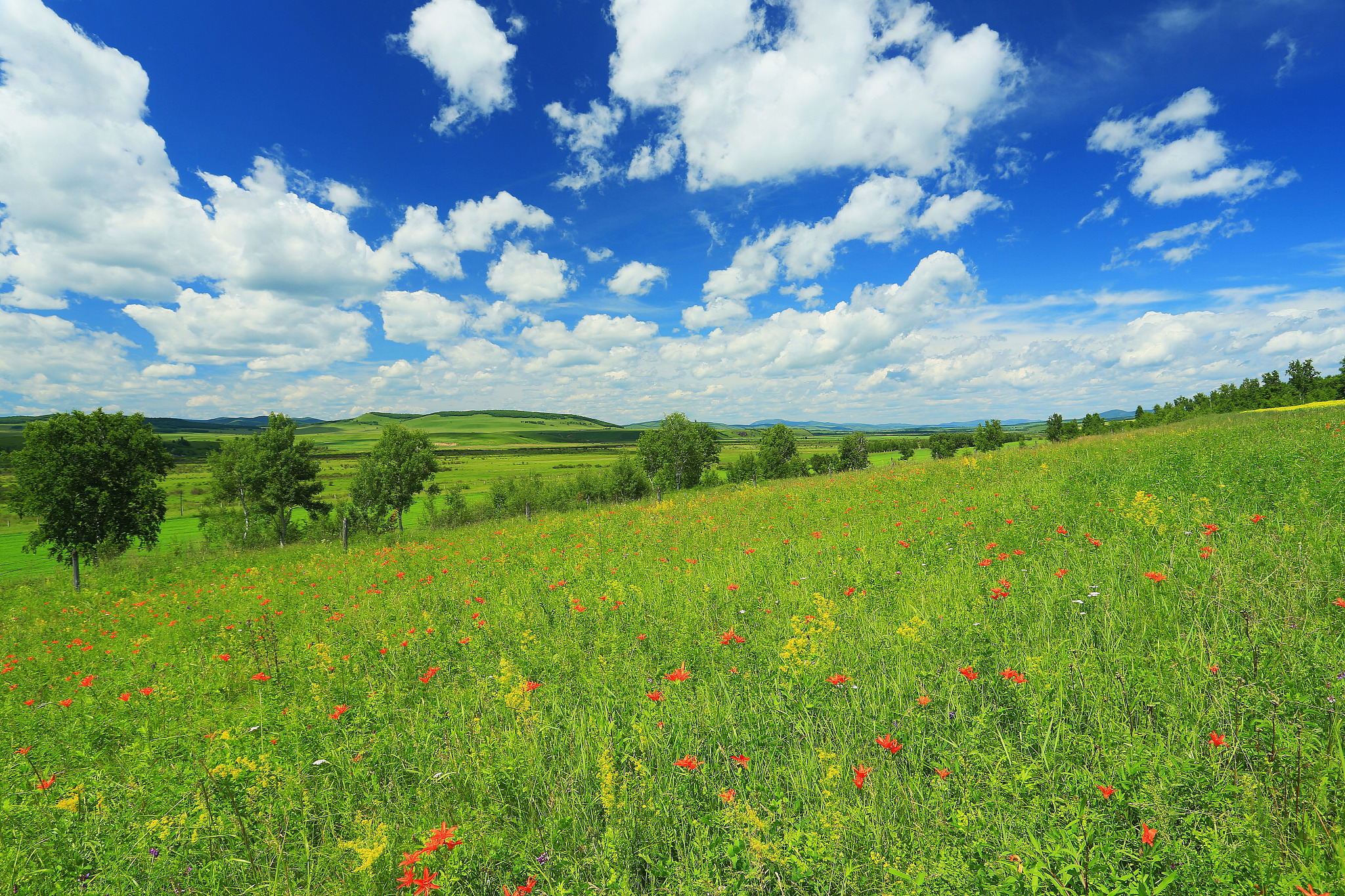 内蒙古草原是指以北部呼伦贝尔为中心的大兴安岭西麓林缘草甸草场