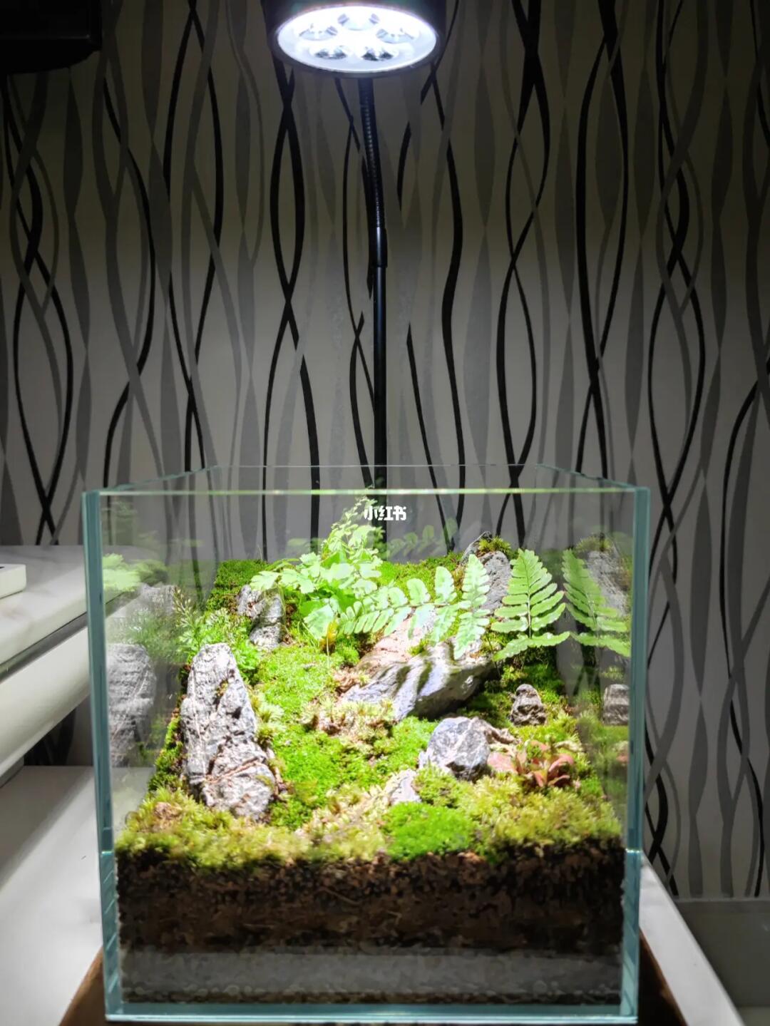 差不多弄好了,别死就行#苔藓微景观  #苔藓  #造景