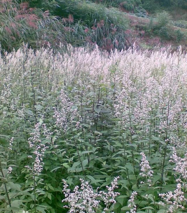 六月霜怎么种植