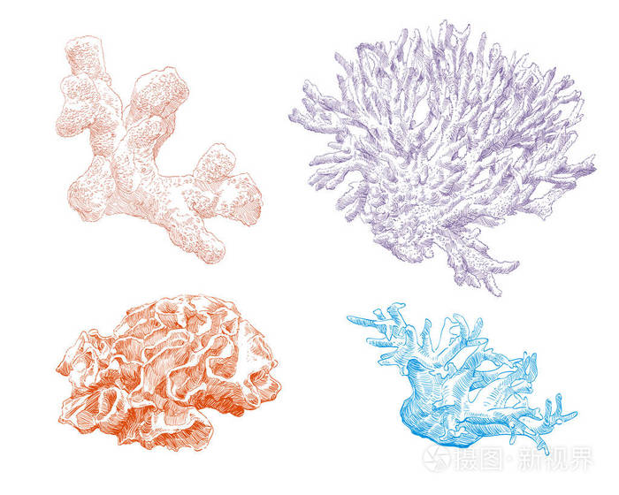 珊瑚手绘一套.矢量图.