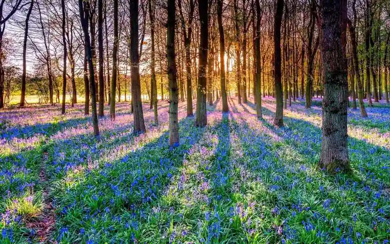 阳光下的唯美丛林花草图片