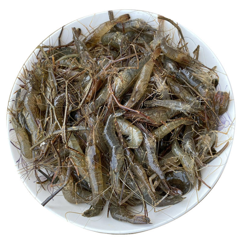 鲜活野生淡水小河新鲜河青虾草虾食用捕捞顺丰淡水鱼类