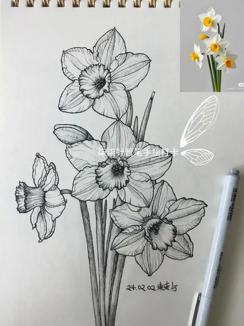 花卉针管笔手绘打卡024day.控笔训练,水仙花!花语:纯洁 - 抖音