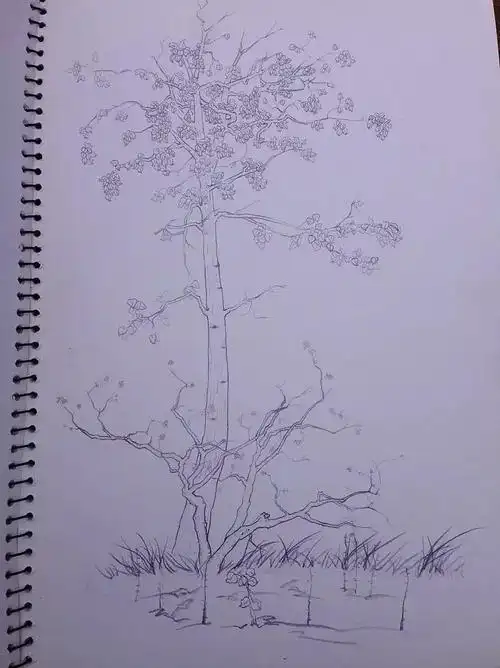 白杨速写|插画|艺术插画|chanrt - 原创作品 - 站酷 (zcool)