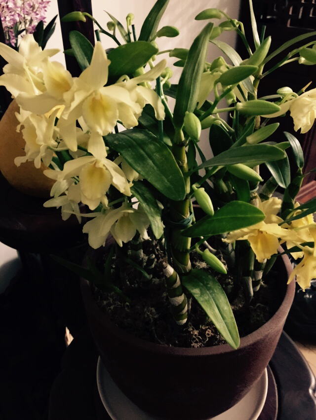 请问这是什么品种?