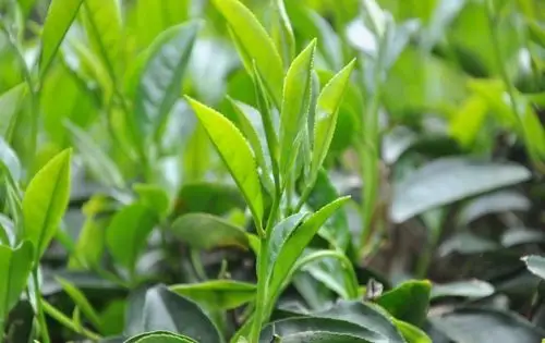 青茶乌龙茶和它的特性