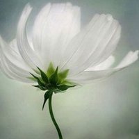 淡然清雅的头像图片大全【点击鼠标右键下载】