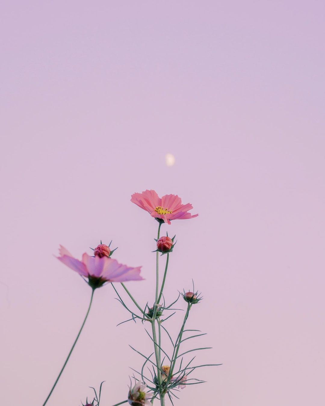 女生发照片的朋友圈配图文案,简单干净,人人点赞!