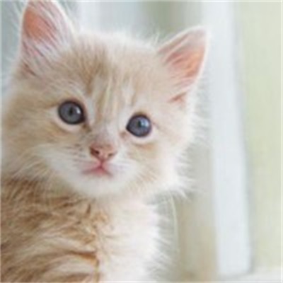 萌宠图片大全可爱小猫卖萌 可爱小猫咪个性微信图片大全_可爱头像_美