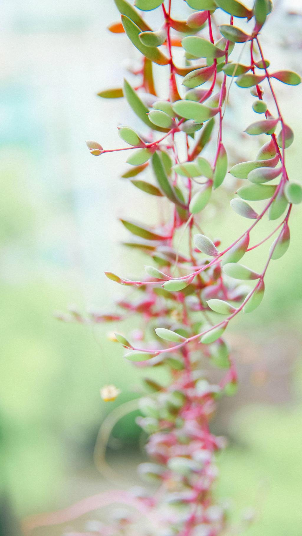 多肉植物清新摄影手机壁纸