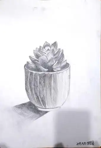 画的特别棒,立体感,多肉植物的明暗都画出了特点.