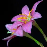 百合花头像百合花,象征圣洁和吉祥,新娘手捧百合花,寓意百年好合,百事