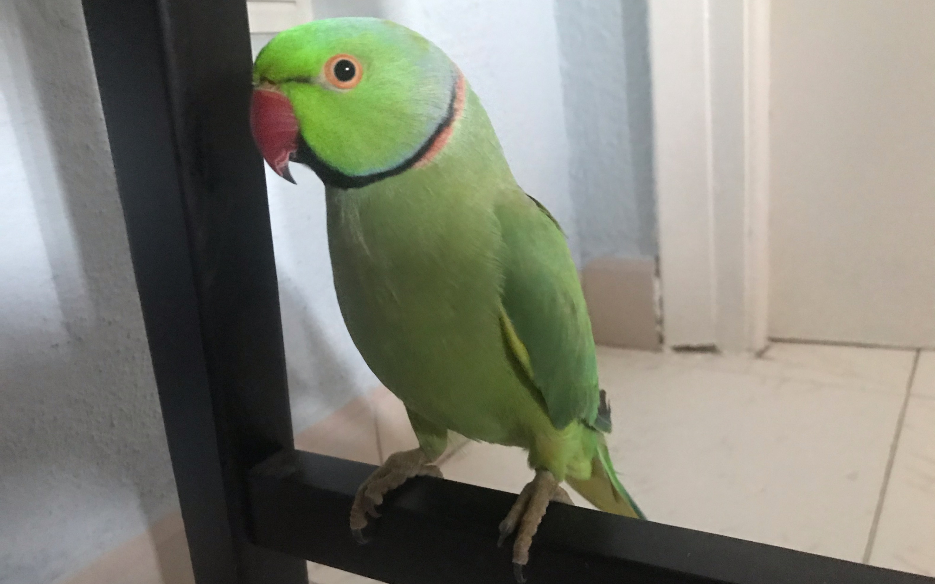 月轮鹦鹉超聪明,只要让它明白人类不会伤害它就能轻松上手_哔哩哔哩