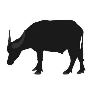 黑色水牛低头剪影