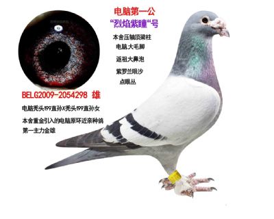 戈马力纯灰血眼,种精基础种鸽 - 淄博信鸽家园