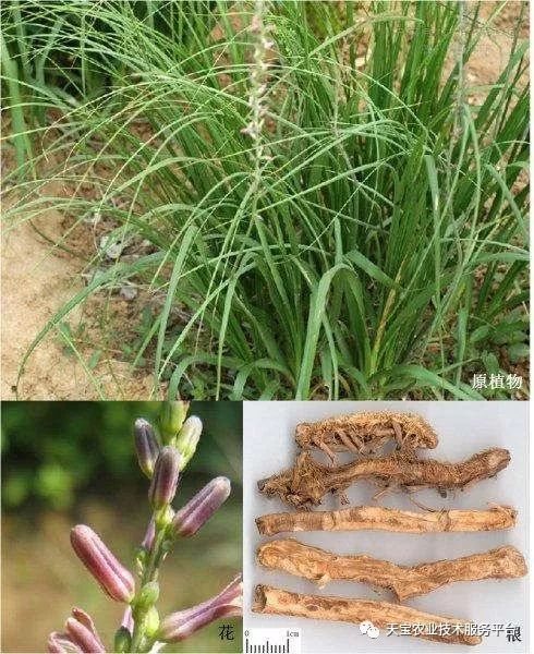 知母价格大涨,四年来均价:13元,13元,18元,31元,价格翻番,鲜品价格6元