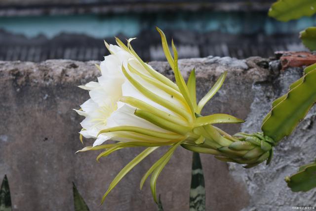 霸王花的功效与禁忌