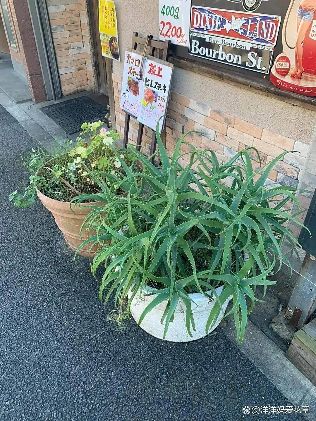 "日本人特别喜欢木立芦荟,我邻居家门口那棵,都爆盆了,看着还挺好看的
