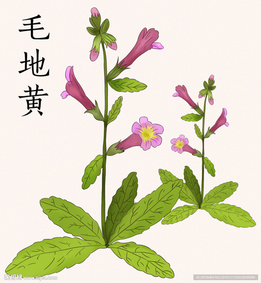 中药草手绘毛地黄