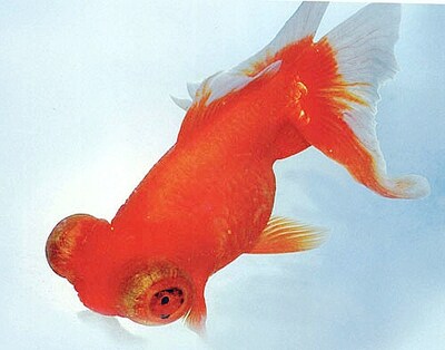 黑龙观赏鱼龙红白龙睛红三色龙睛金鱼活体冷水鱼鱼