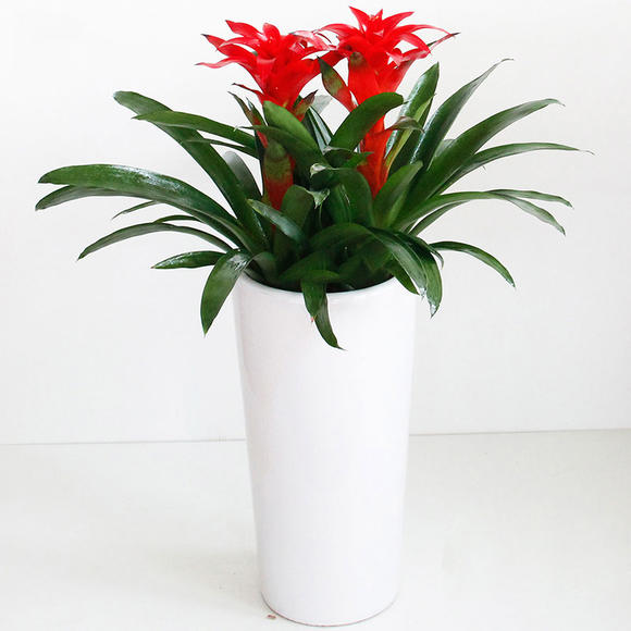 5株3株2株1株鸿运当头盆栽-送朋友领导客户开业开张乔迁之喜搬家祝贺