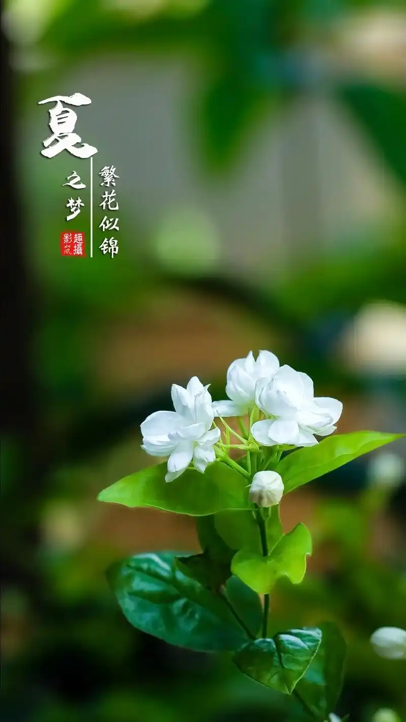 美丽的茉莉花,清纯而又芳香. #原创摄影 #唯美图片 #治愈 - 抖音