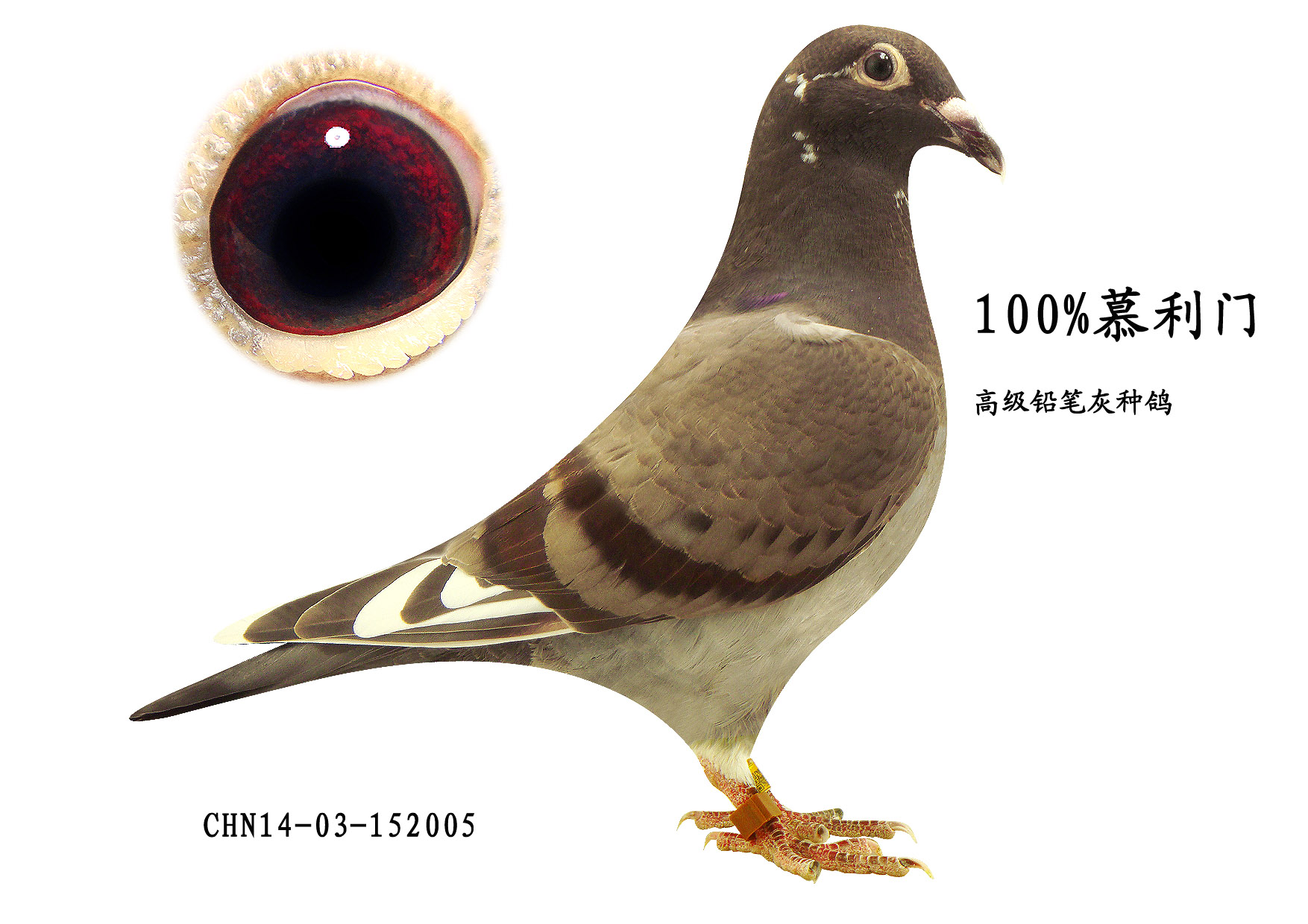 100%慕利门铅笔灰 保证金级 拍卖