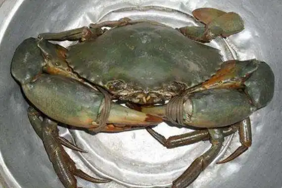 三门青蟹什么时候上市(几月) 三门青蟹最大特点是什么