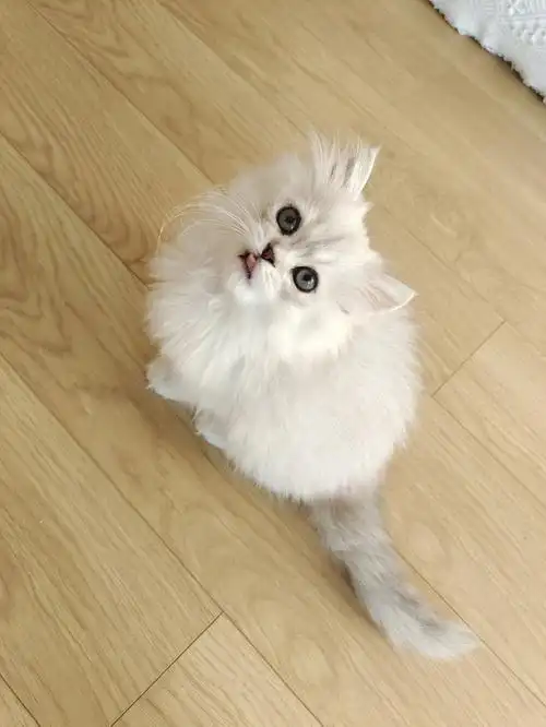 两个月爆毛金吉拉弟弟找新家