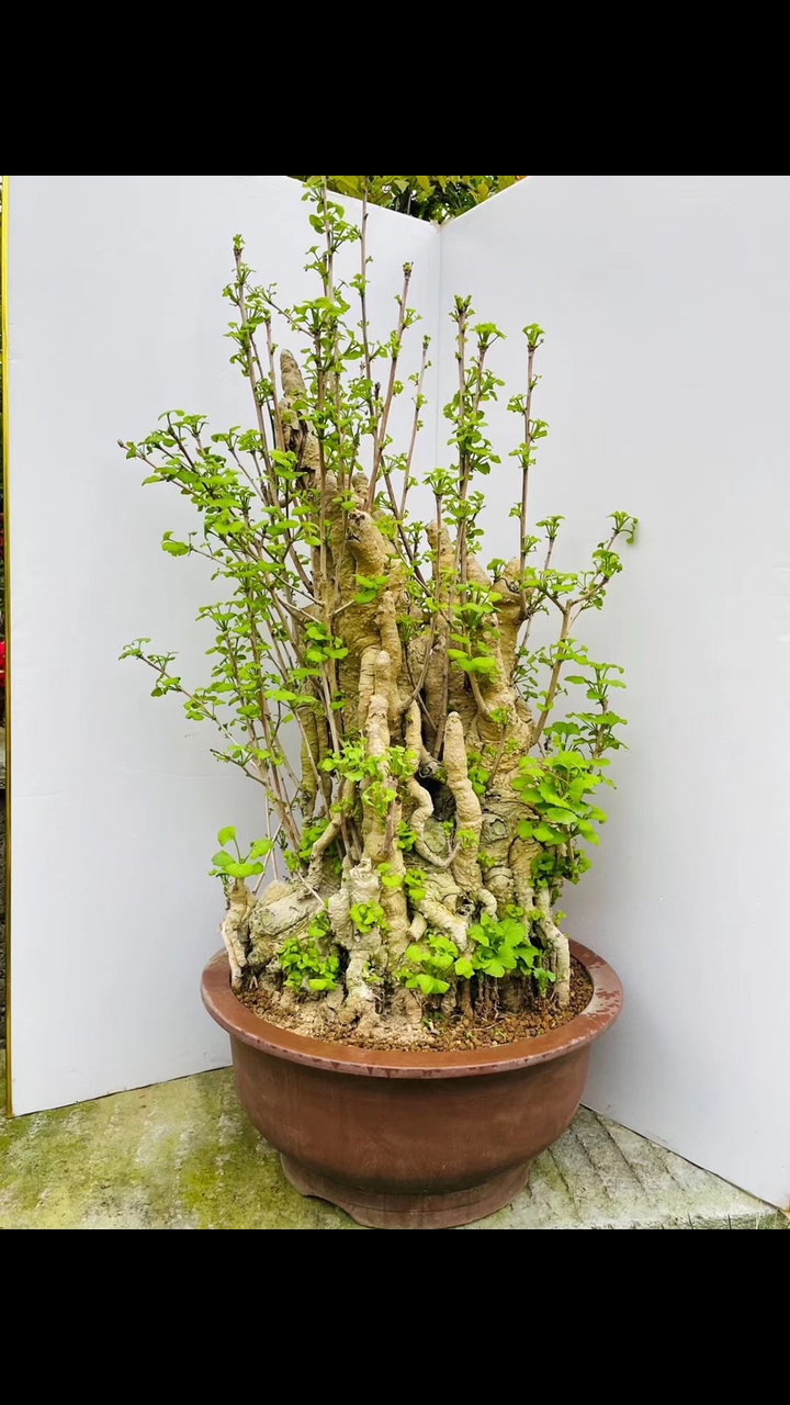 我家的爆款银杏又出来露脸了噢怪桩银杏盆景中国名贵树种之一