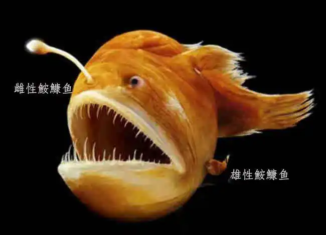 文化随行-元宵赏灯|带你见识国家海洋博物馆里的"深海微光——灯笼鱼"