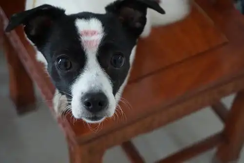 黑白花土狗的图片放送