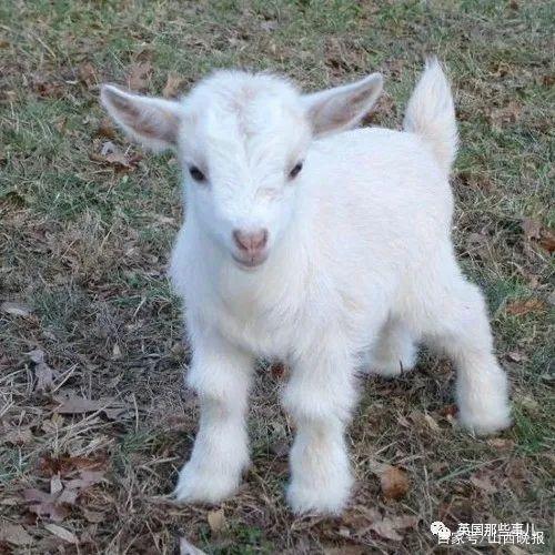 话说,刚出生不久的小山羊们真的是可爱得要命!