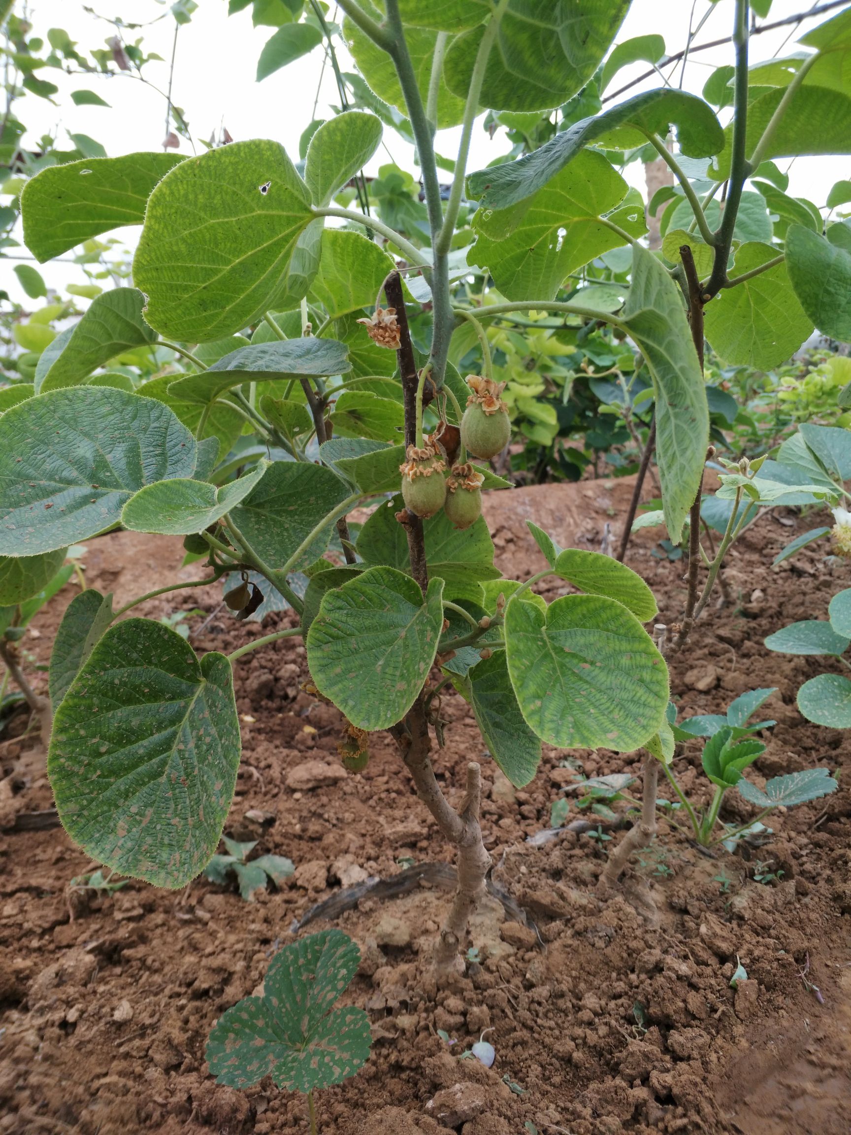 红心 绿心猕猴桃苗 嫁接苗 包成* 量大从优