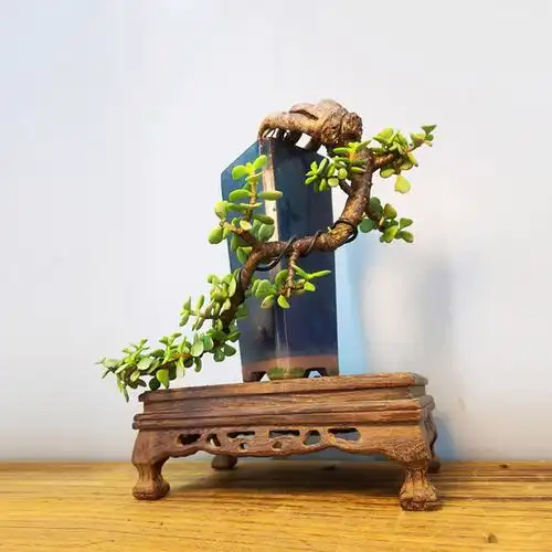 多肉植物老桩金枝玉叶提根艺术造型盆景金玉满堂矮霸多肉植物