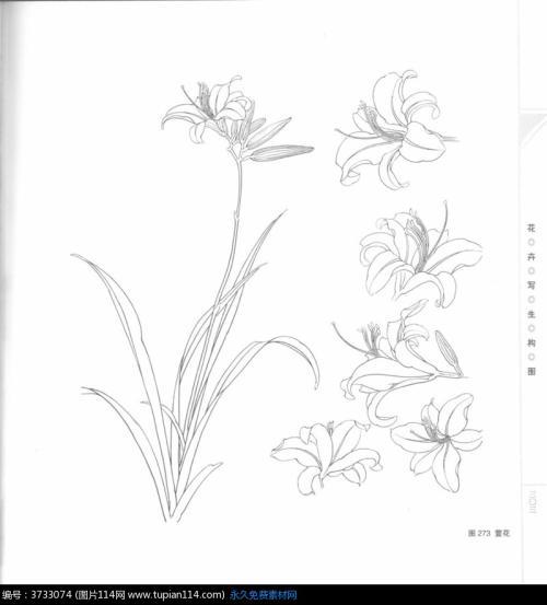 萱草花简笔画幼儿园