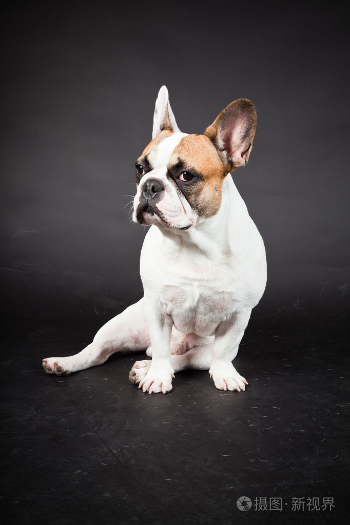 棕色白色法国斗牛犬被隔绝在黑色背景上工作室拍摄