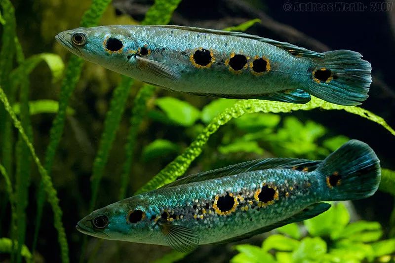 乌鳢俗称酸菜鱼哦不是黑鱼