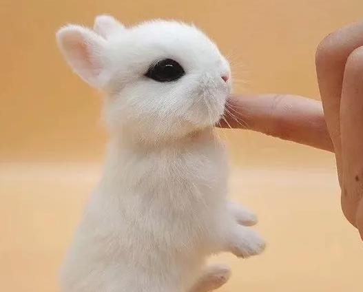 宠物兔子怎么养?新手养兔抓紧码住~