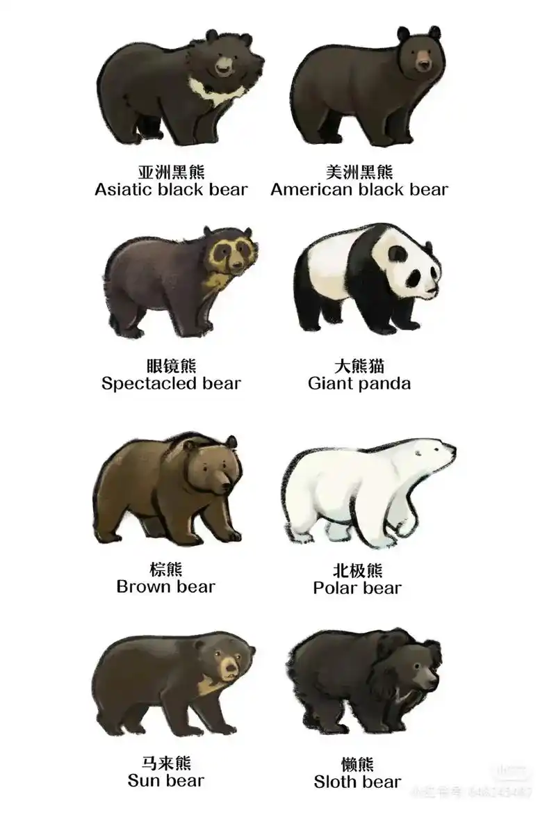 世界熊类图鉴.#神奇动物在抖音 #野生动物零距离 #爱护大自 - 抖音